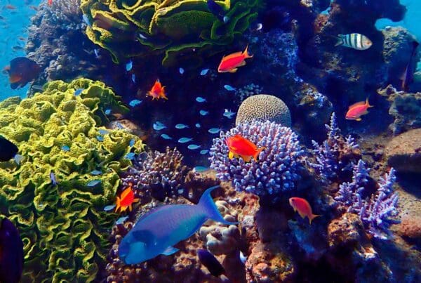 Coral reef marine ecosystem